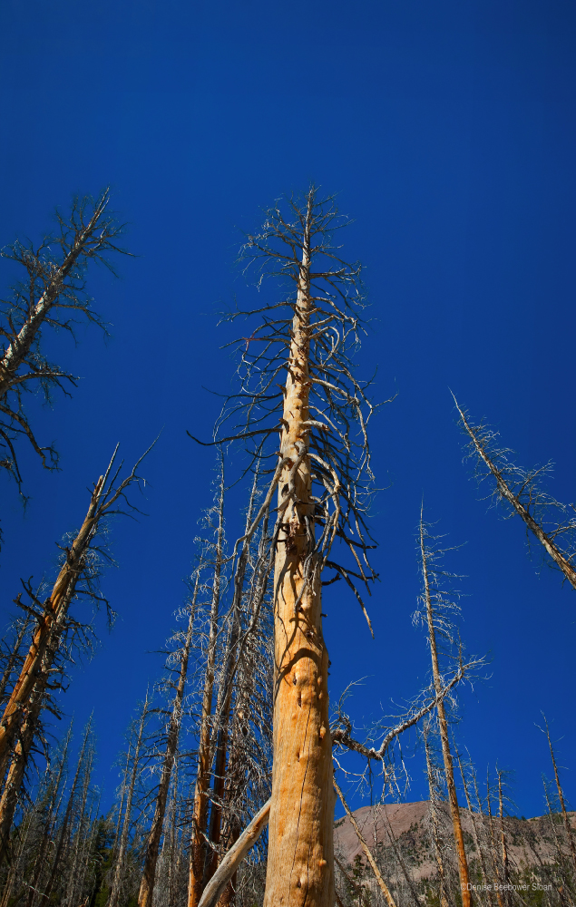 Horseshoe Lake Ghost Trees | PCS Adventures Horseshoe Lake Ghost Trees | PCS Adventures