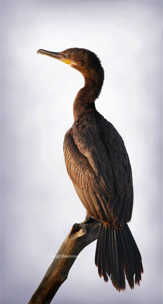 Cormorant | PCS Adventures