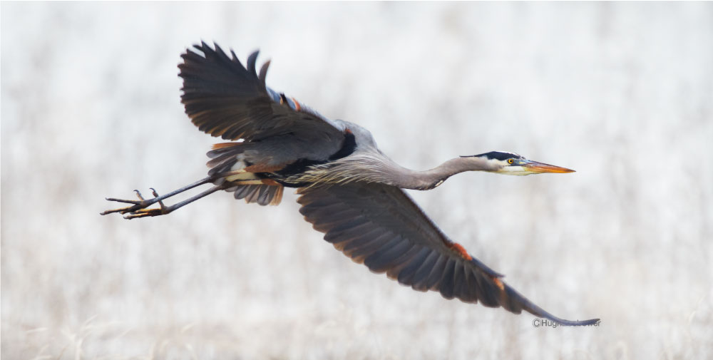 Great Blue Heron SoaringHagerman Picnic Area | PCS Adventures