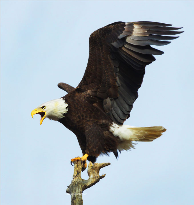 Perching Bald EagleGreat Blue Heron SoaringHagerman Picnic Area | PCS Adventures