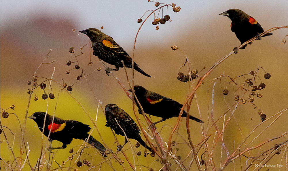 Red Winged Blackbirds | PCS Adventures
