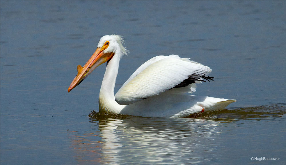 White Pelican | PCS Adventures