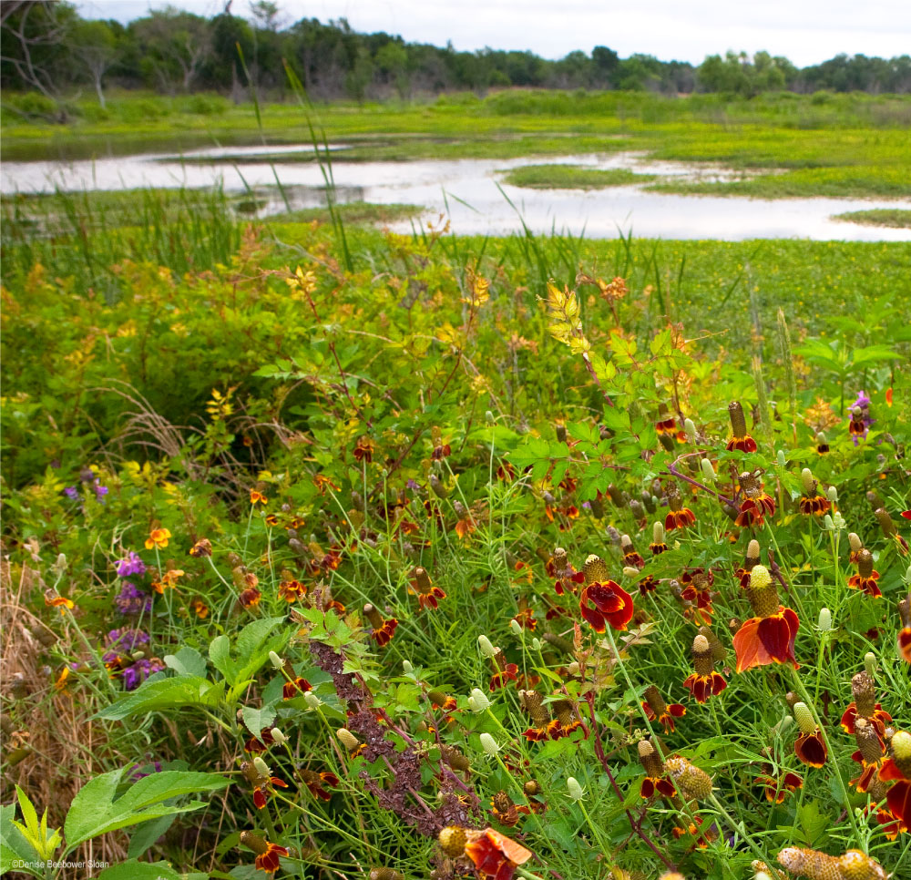 Wildflowers and Creek | PCS Adventures