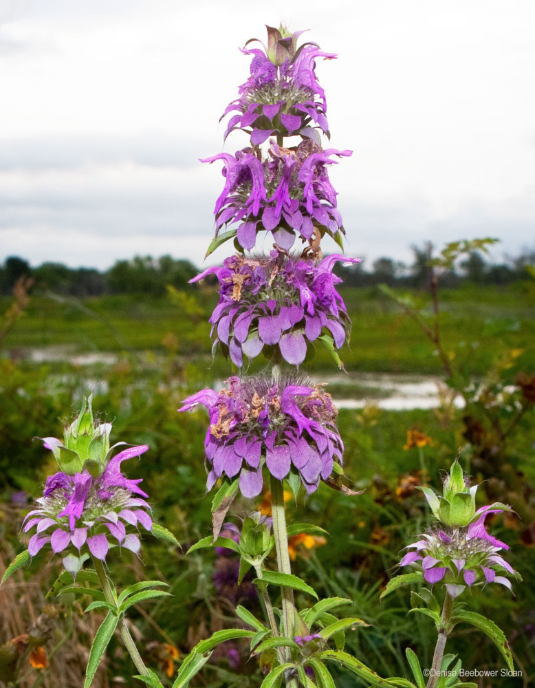 Wildflowers | PCS Adventures