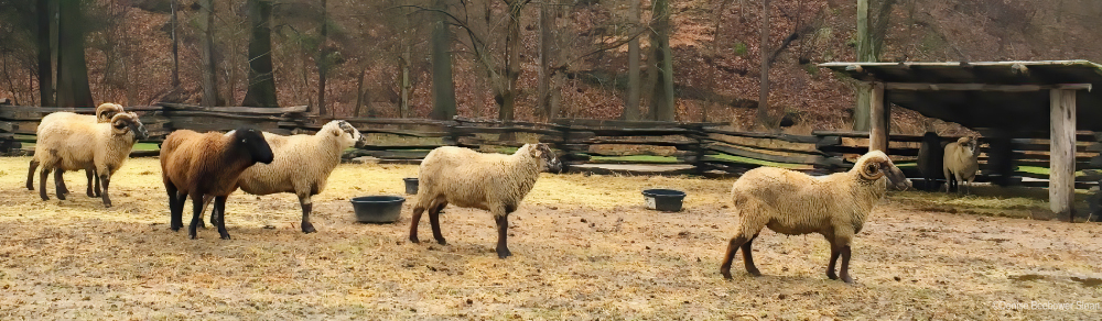 Washington's Mount Vernon, VA | PCS Adventures Washington's Mount Vernon, VA | PCS Adventures