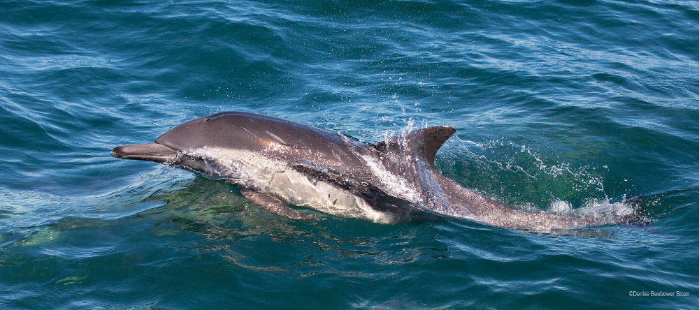 Monterey Bay | PCS Adventures Monterey Bay | PCS Adventures