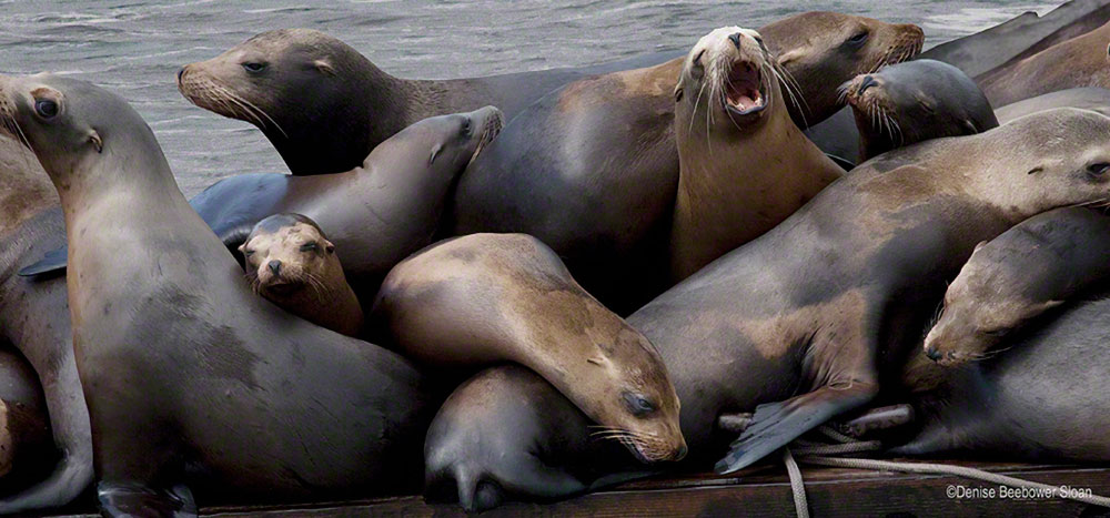 Monterey Bay | PCS Adventures Monterey Bay | PCS Adventures