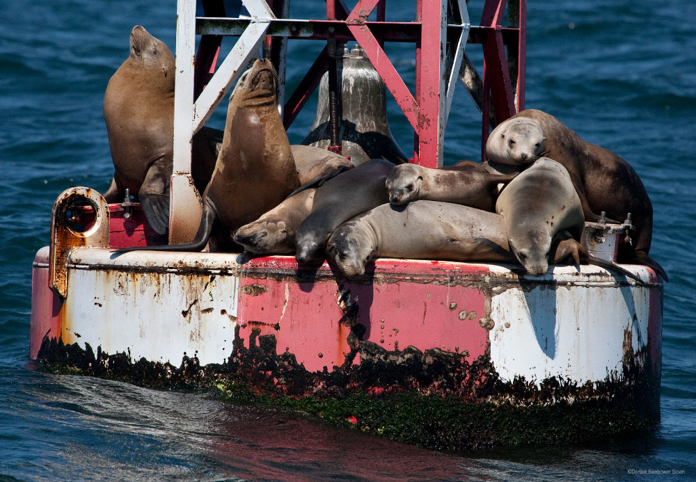 Monterey Bay | PCS Adventures Monterey Bay | PCS Adventures