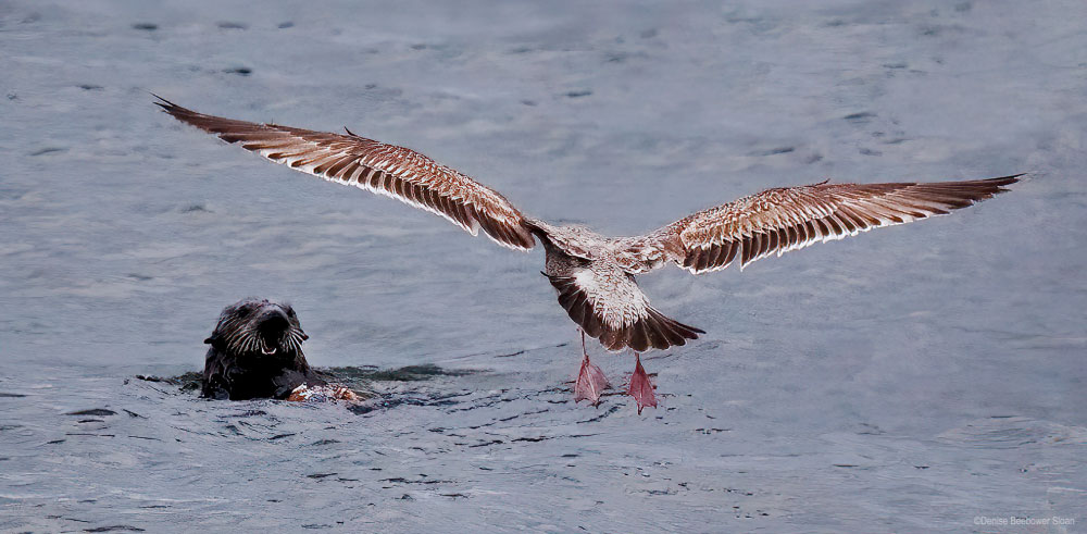 Monterey Bay | PCS Adventures Monterey Bay | PCS Adventures