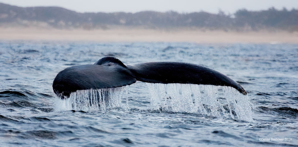 Monterey Bay | PCS Adventures Monterey Bay | PCS Adventures