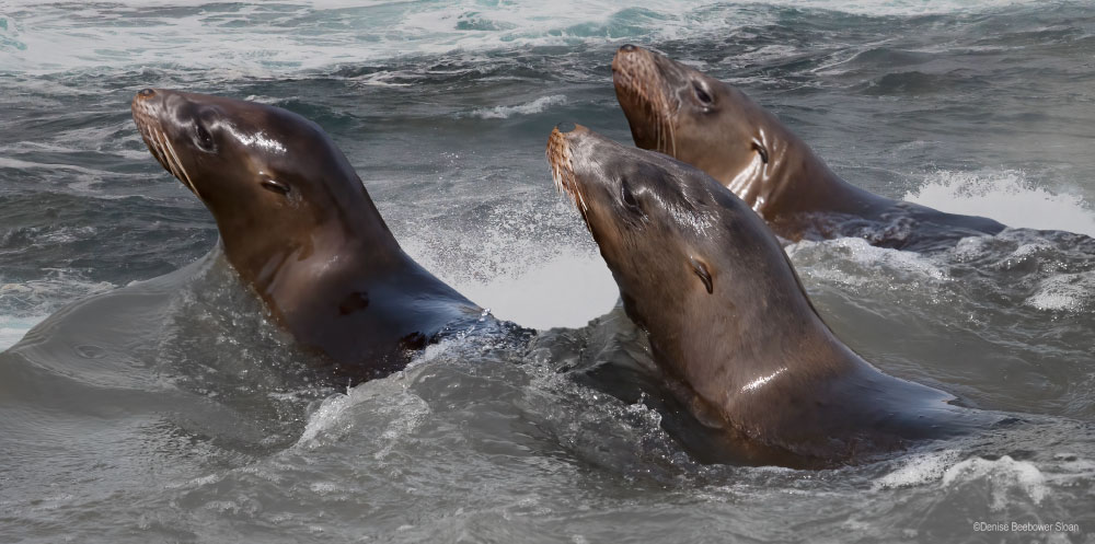 Monterey Bay | PCS Adventures Monterey Bay | PCS Adventures