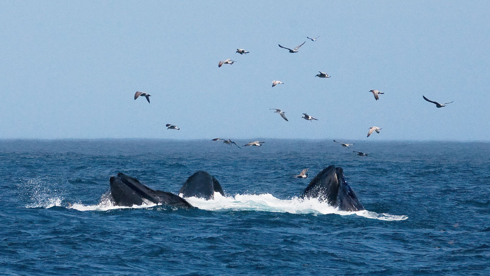 Monterey Bay | PCS Adventures Monterey Bay | PCS Adventures