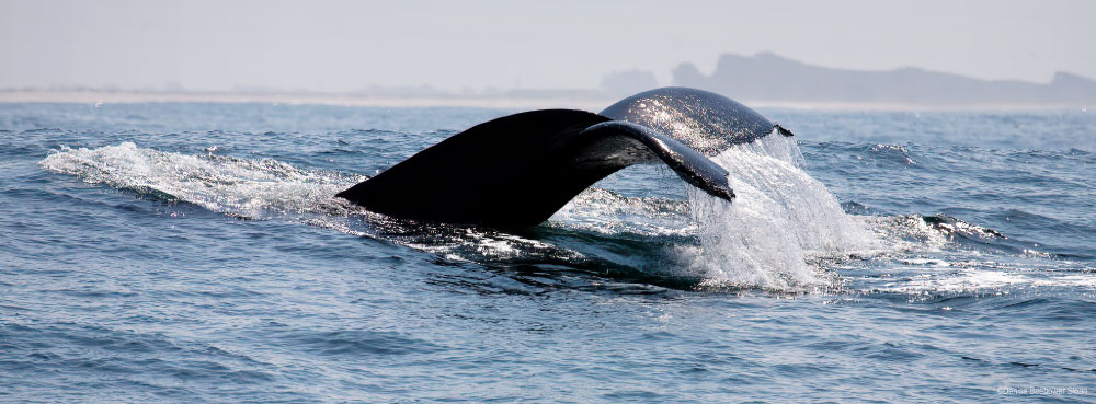 Monterey Bay | PCS Adventures Monterey Bay | PCS Adventures