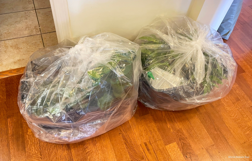 Moving with Plants | PCS Adventures