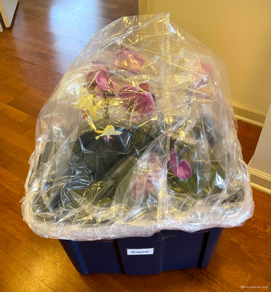 Moving with Plants | PCS Adventures