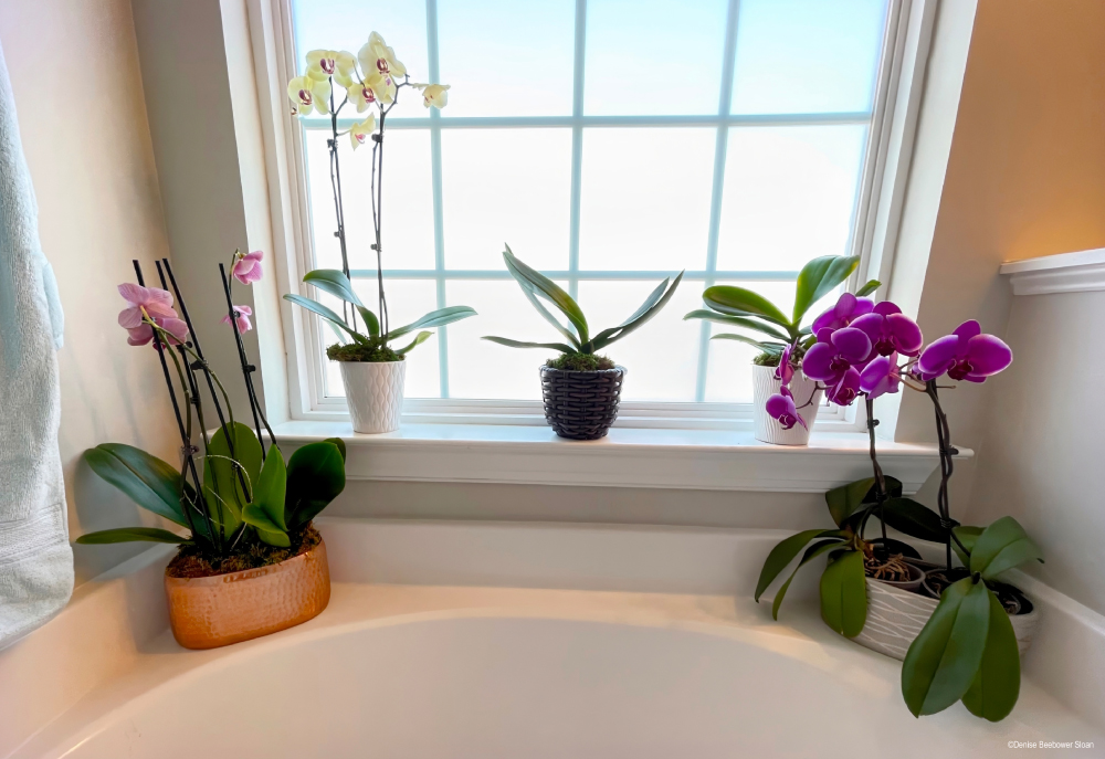 Moving with Plants | PCS Adventures