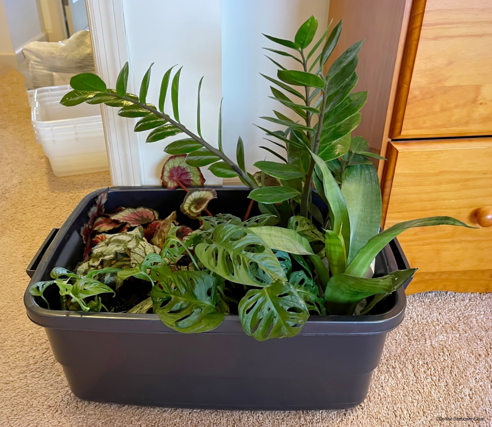 Moving with Plants | PCS Adventures