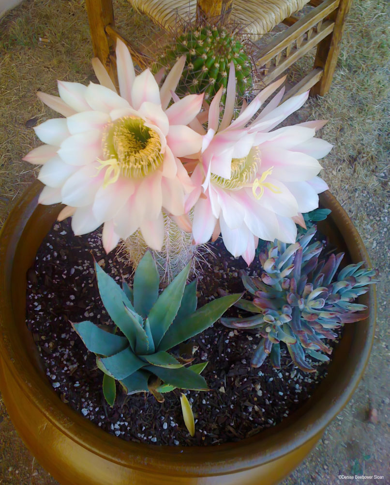 Portable Gardens | PCS Adventures Portable Gardens | PCS Adventures