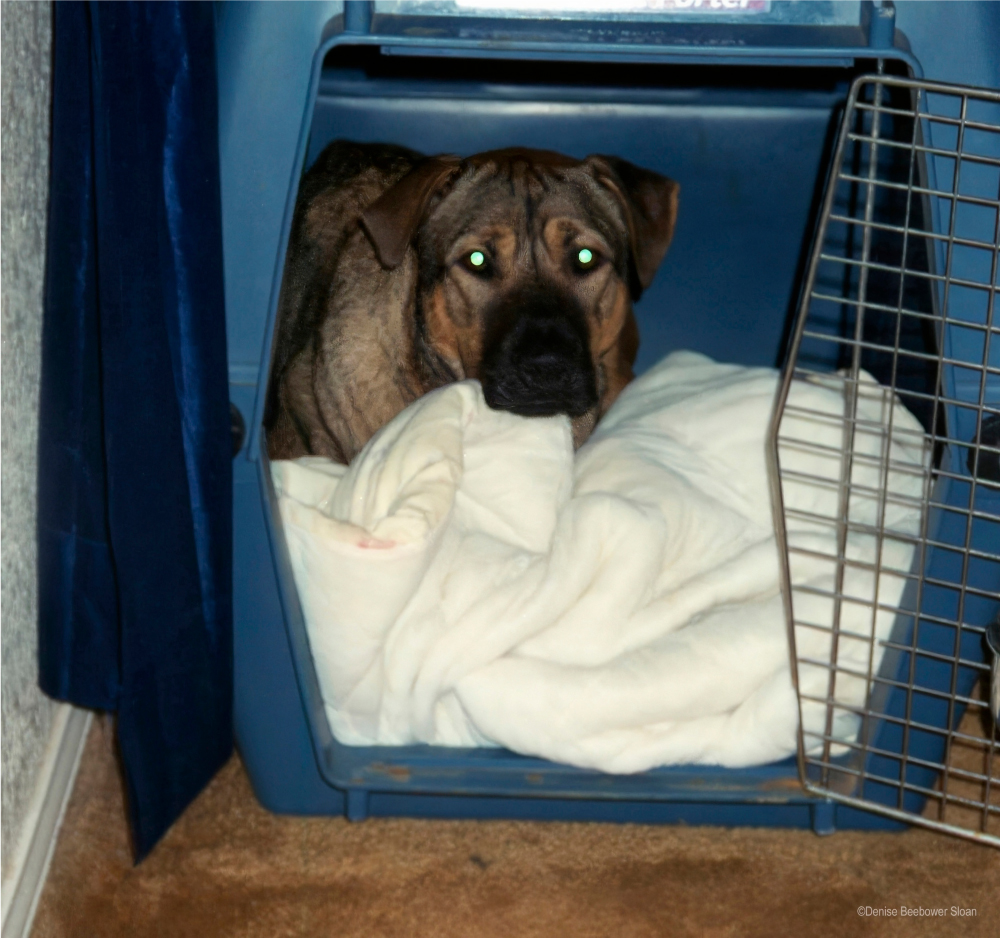 Pets and the Military | PCS Adventures Pets and the Military | PCS Adventures