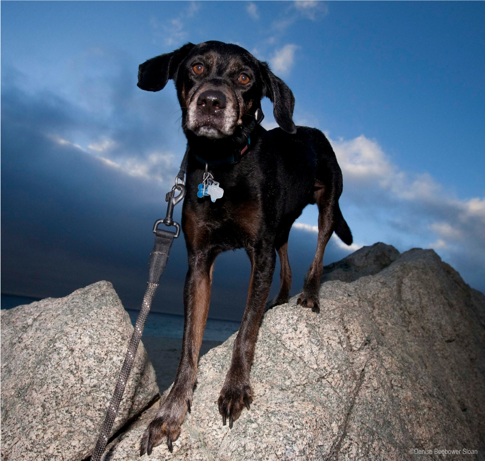 Pets and the Military | PCS Adventures Pets and the Military | PCS Adventures