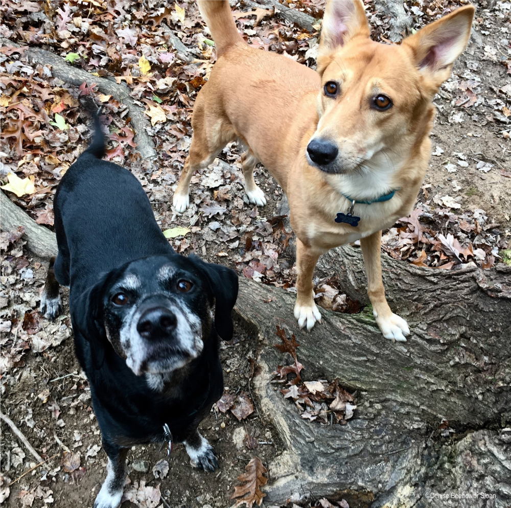 Pets and the Military | PCS Adventures Pets and the Military | PCS Adventures