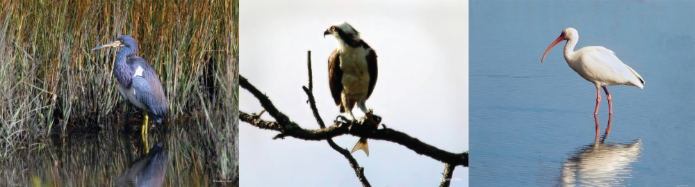 Fort Mose Historic State Park, FL | PCS Adventures