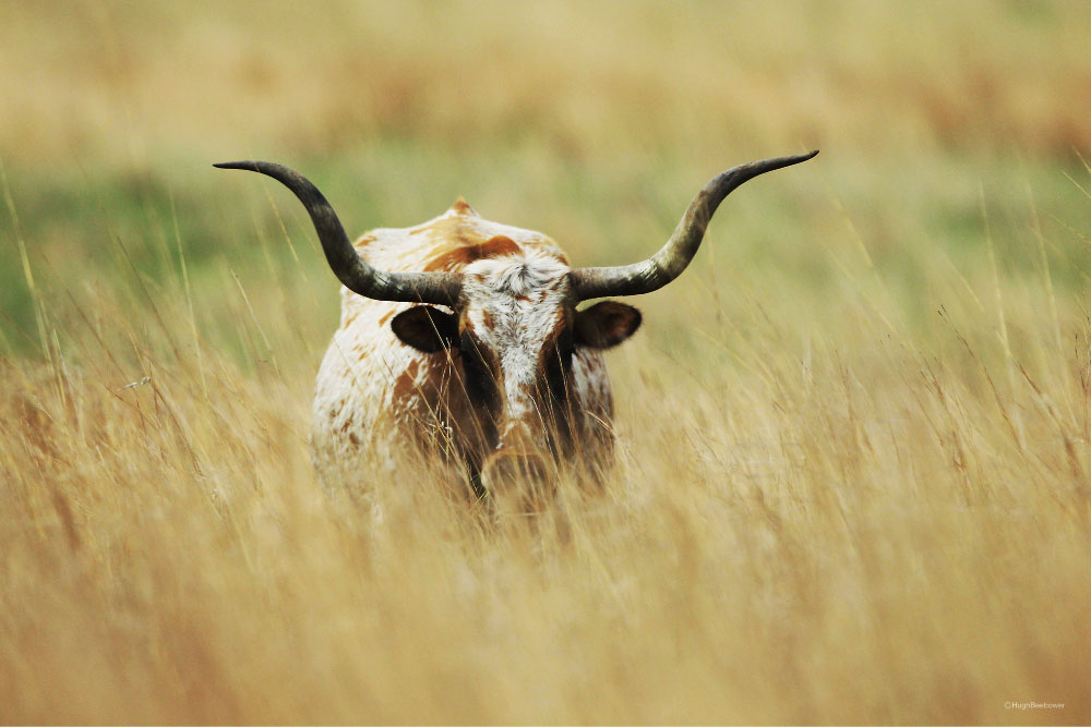 Wichita Mountains Wildlife Refuge, OK | PCS Adventures Wichita Mountains Wildlife Refuge, OK | PCS Adventures