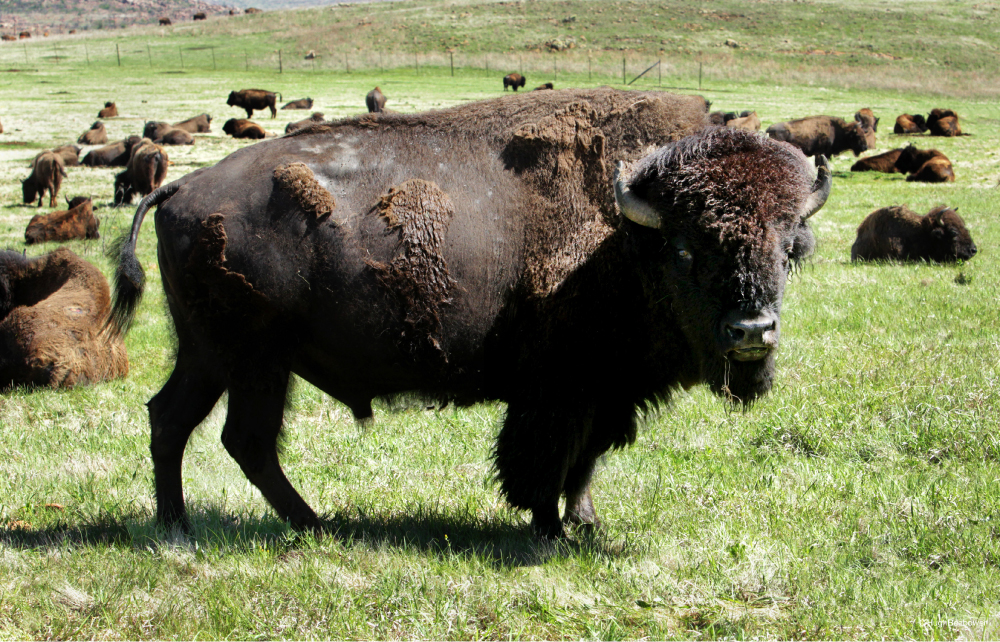 Buffalo April 2025 Newsletter | PCS Adventures