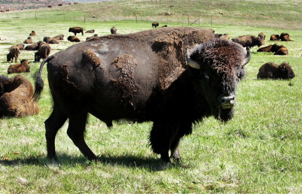 Wichita Mountains Wildlife Refuge, OK | PCS Adventures Wichita Mountains Wildlife Refuge, OK | PCS Adventures