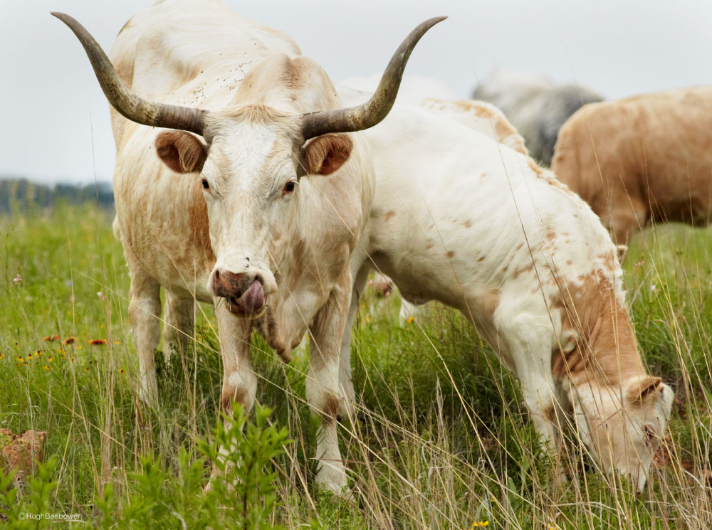 Wichita Mountains Wildlife Refuge, OK | PCS Adventures Wichita Mountains Wildlife Refuge, OK | PCS Adventures