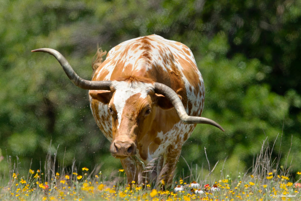 Wichita Mountains Wildlife Refuge, OK | PCS Adventures Wichita Mountains Wildlife Refuge, OK | PCS Adventures