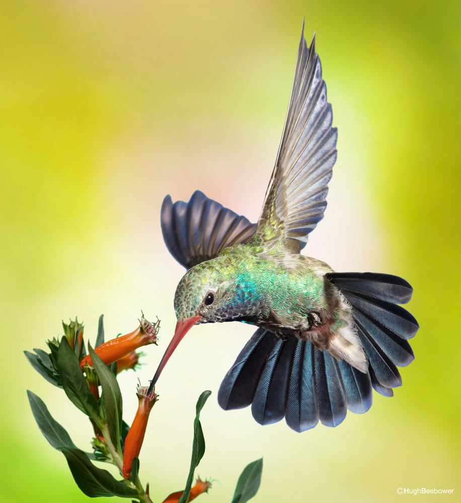 Broad-billed-Hummingbird-at-Mexican-Cigar-Bloom-copy Whitewater Draw Wildlife Area, AZ | PCS Adventures