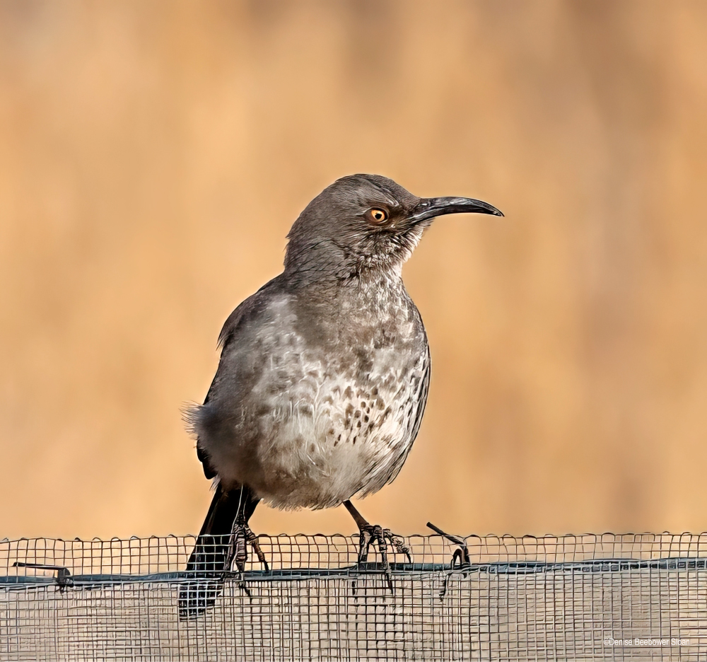 Whitewater Draw Wildlife Area, AZ | PCS Adventures