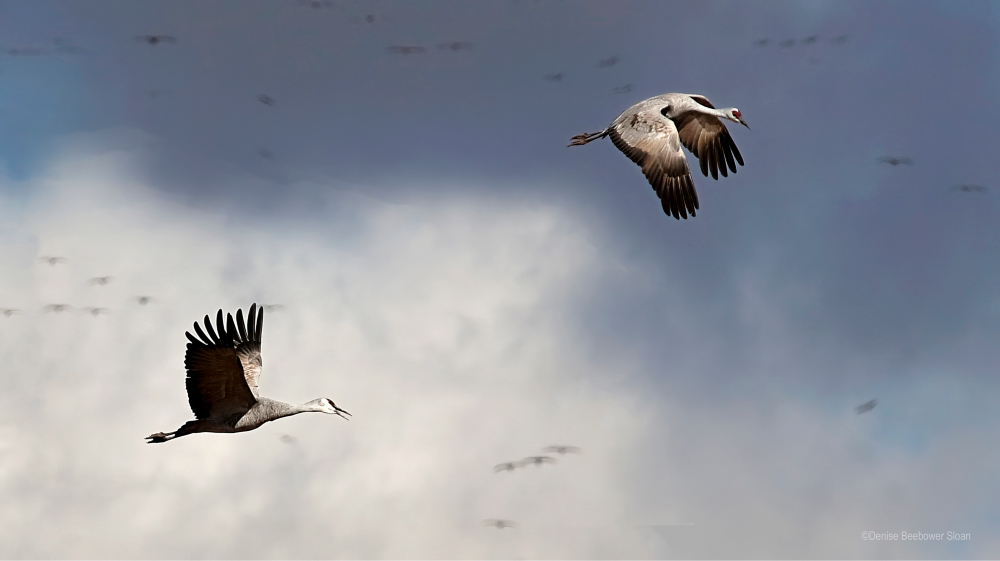 Whitewater Draw Wildlife Area, AZ | PCS Adventures