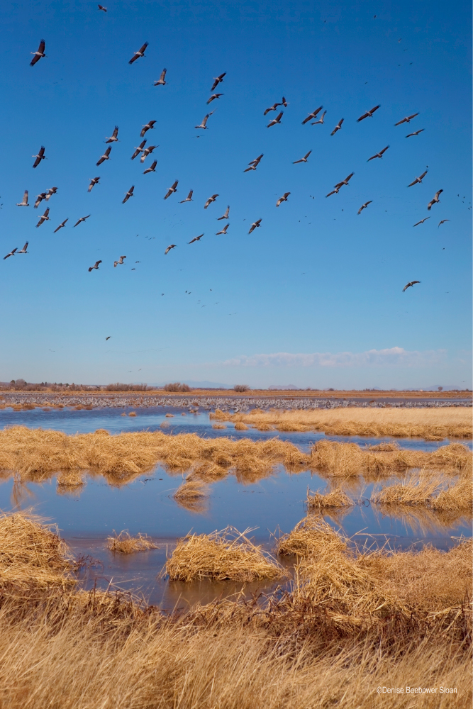 Whitewater Draw Wildlife Area, AZ | PCS Adventures