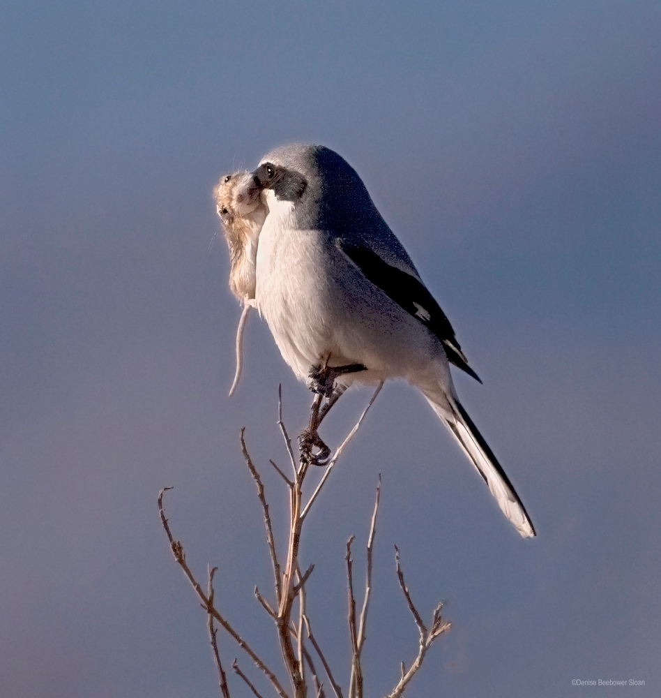 Whitewater Draw Wildlife Area, AZ | PCS Adventures