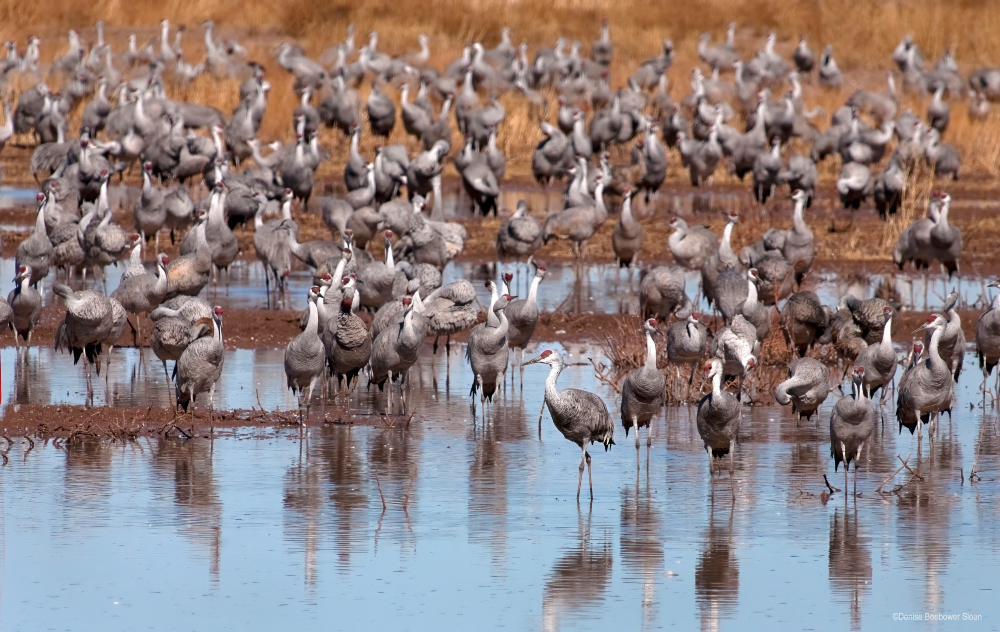 Whitewater Draw Wildlife Area, AZ | PCS Adventures