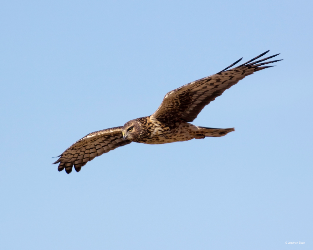 Whitewater Draw Wildlife Area, AZ | PCS Adventures Whitewater Draw Wildlife Area, AZ | PCS Adventures