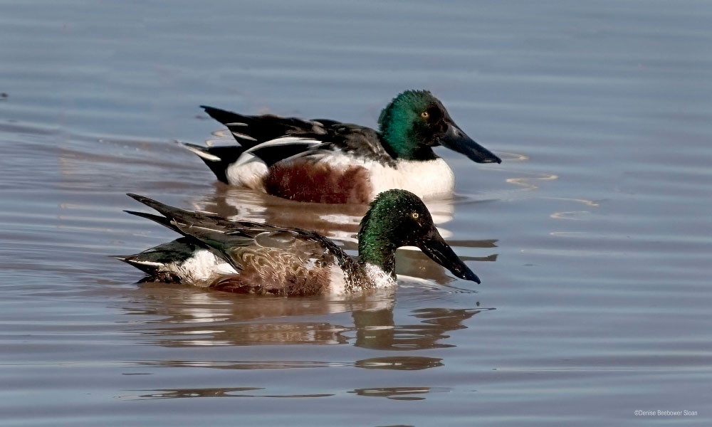 Whitewater Draw Wildlife Area, AZ | PCS Adventures