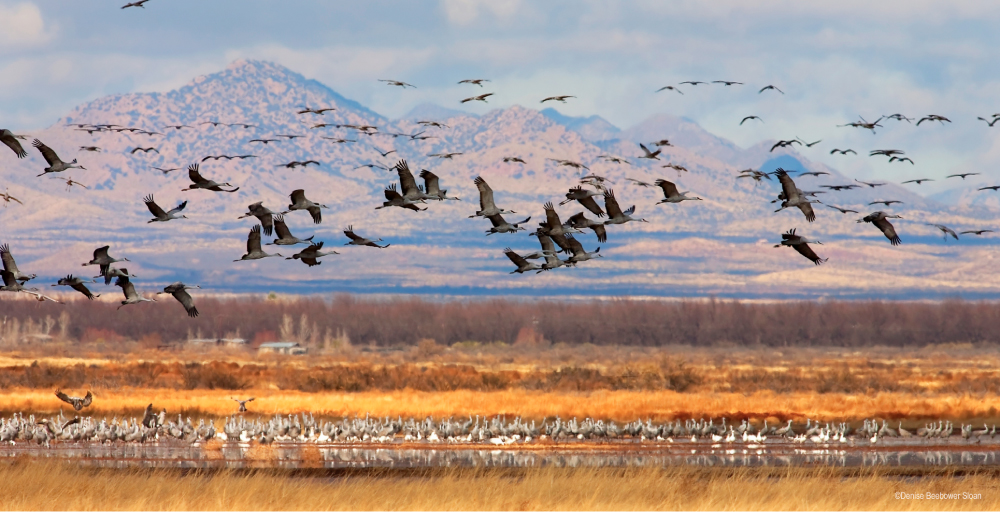 Whitewater Draw Wildlife Area, AZ | PCS Adventures