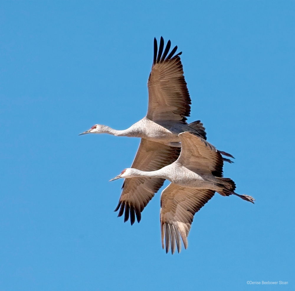 Whitewater Draw Wildlife Area, AZ | PCS Adventures