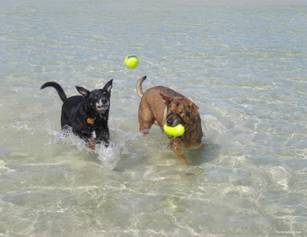 Buddy and Bailey Adventures at Ft. Gordon and Augusta, GA | PCS Adventures
