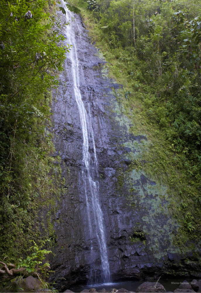 Manoa-Falls Adventures at Ft. Gordon and Augusta, GA | PCS Adventures