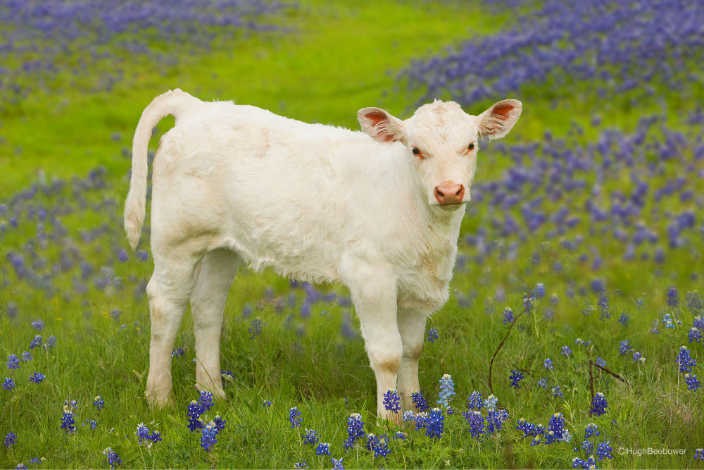 Calf in Bluebonnets | PCS Adventures