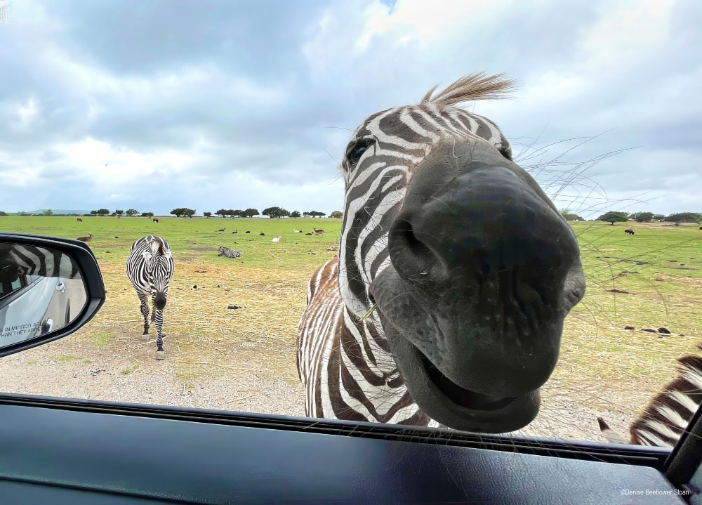 Zebra | PCS Adventures