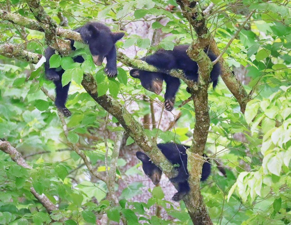 Bear-Cubs | PCS Adventures Bear-Cubs | PCS Adventures