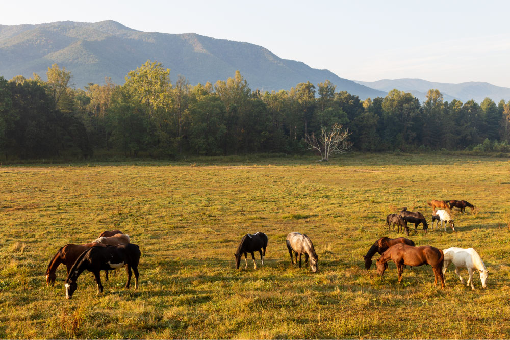 Horses | PCS Adventures Horses | PCS Adventures