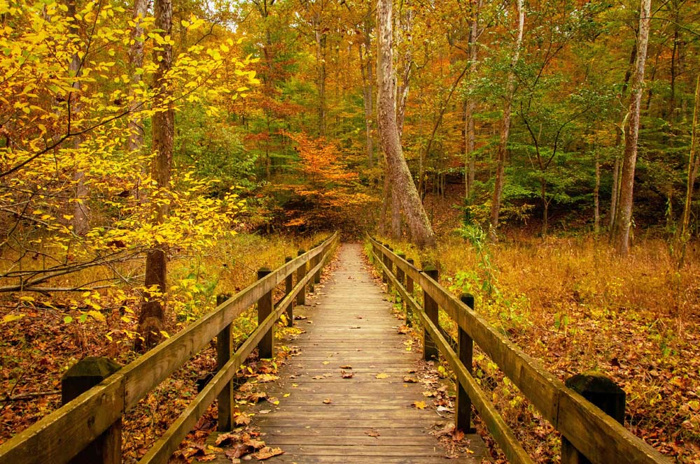 Brown County State Park - Autumn - Indiana - Boardwalk | PCS Adventures