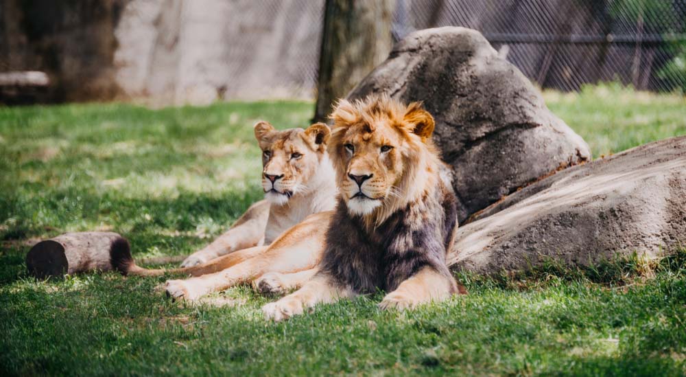 Lion in the Indianapolis zoo | PCS Adventures